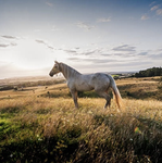 -Evening Meadow Riding Academy-