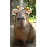 CAPYBARAS R LIFE