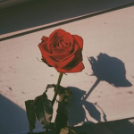 Rosé Clothing