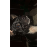 ATKdraco