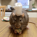 Rat in a hat