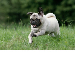 Pug Runner