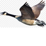 Gosling Club