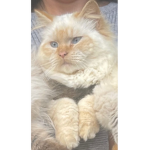 Everyone allowed to join even people that love cat