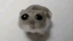 spelu