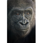 *Funky Monkey Studios*