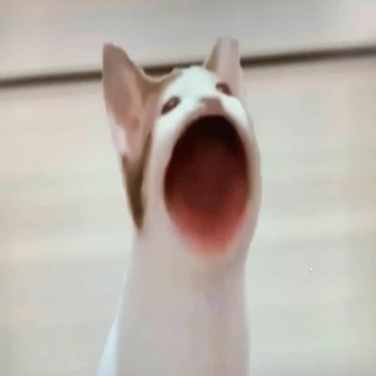Pop Cat Meme NoFilter