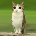 Jump Into Meowl icon
