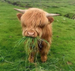 consumed grass