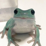 Frog squad yay yay yay happy