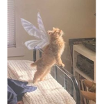 fviryy