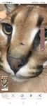 Team floppa cats