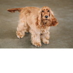 Da English Cocker Spaniels