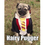 Wizard #######