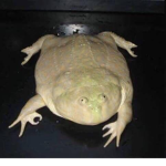 FrOGg ViBeS