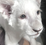 sugar paw