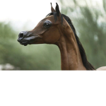 HORSE GANG FOR HORSE GAMERS