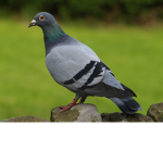 PiotrPro2_King
