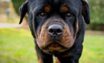 Da Rotten Rottweiler