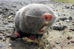 Molerat UGC
