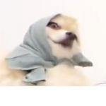 Kawaii cat life