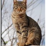 Catfanclub_