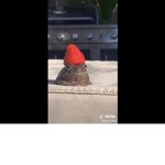 The strawberry frog group