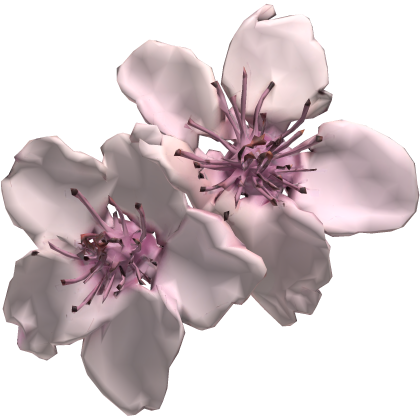 Pink Sakura Flower