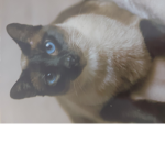 Cats are best in the word