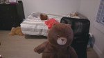 bear studios mini