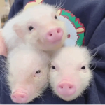 pigs.cc