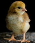 Little Bird Studios