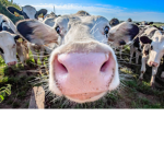 THE COW ARMY / CLAN