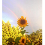 Allies Sunflowers