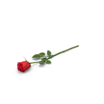 Dan's Rose