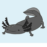 The Axolotl Gang >[-v-]<