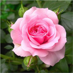 •Rose•Island•