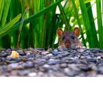 RAT COOL EEEEE