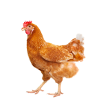 CHICKEN-CULT