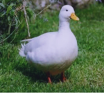 WE ARE THE DUCKS HEHEHEHE