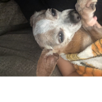 My ratt Caca