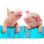 Piglet Fan Group