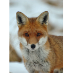 Fox Brothers