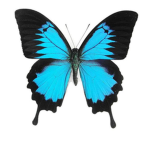 Butterfly Group Chat