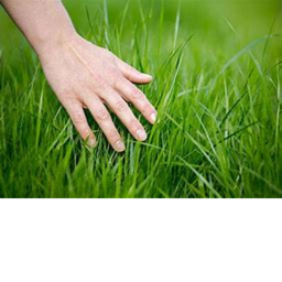 Touch Grass Simulator! [AUTUMN UPDATE]