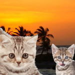 Tropical Kittens
