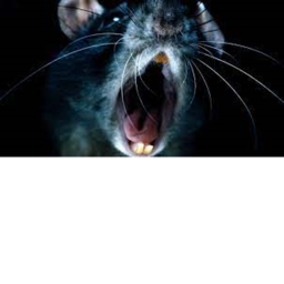 rat