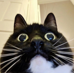 kawaii cat レ・ヘ・マ