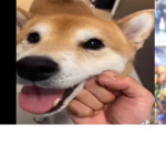 Dodge I like dogs we are cool