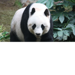 Giant Panda care